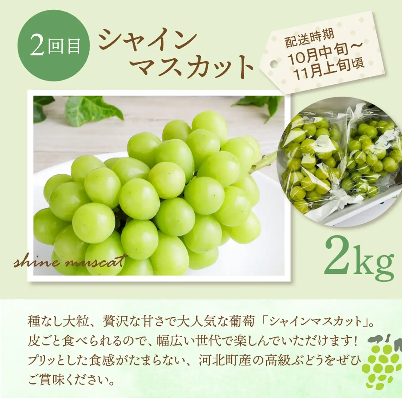 定期便 3回 マスカット入り 旬のフルーツ 定期便 令和8年産 フルーツ