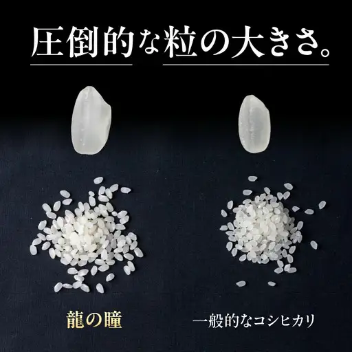 【2025年産米】（2026年7月発送）2kg×1 飛騨産・龍の瞳（いのちの壱）株式会社龍の瞳直送 米 令和7年産 精米【14-11【7】】りゅうのひとみ いのちのいち 下呂市 龍の瞳