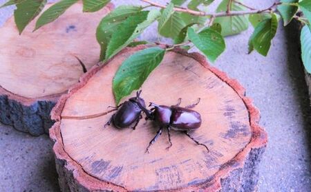【配送期間は2026年6月下旬～8月上旬に随時配送】カブトムシ（成虫）オスメス１ペア