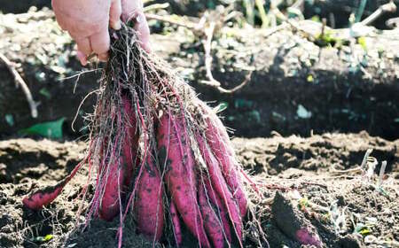 004-1304 シルク姫 約5kg（A品） さつまいも いも イモ 芋 シルクスイート 国産 常温 大分県 豊後大野市 【2025年9月上旬～2026年5月下旬発送予定】