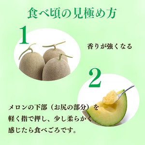 【先行予約】令和8年度産 数量限定 アールス メロン 2玉 1.5kg以上  JA ハイナン 牧之原市 静岡県 【2026年7月から順次発送】