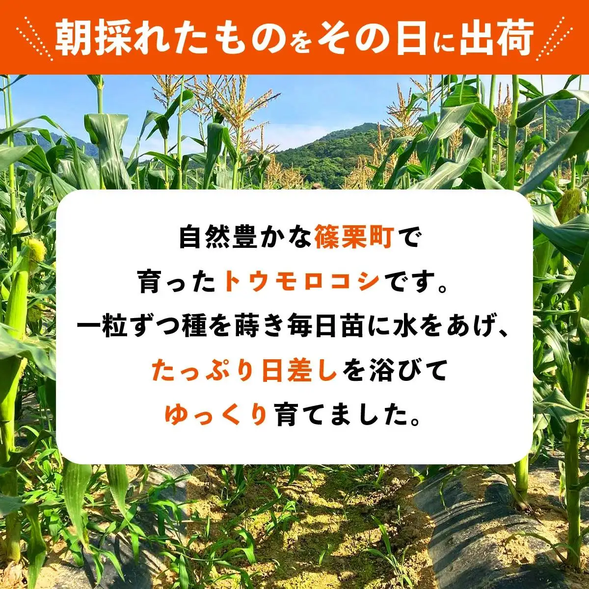 上品な甘さのトウモロコシ「サニーショコラ」(3.5kg前後/10本)　| サニーショコラ トウモロコシ 甘い コーン とうもろこし 野菜 BBQ おやつ