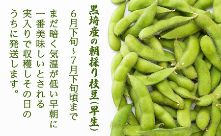 朝採り・新鮮・直送　新潟黒埼産　朝採り枝豆（早生）　1.5ｋｇ《6月下旬～7月下旬頃順次発送》 野菜 