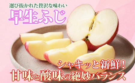 りんご 【9月・10月発送】贈答用 早生ふじ 約3kg　リンゴ 林檎 青森りんご 糖度 13度 甘い 酸味 デザート フルーツ 果物 お取り寄せ 産地直送 旬 季節限定 弘果物流 青森県 西目屋村 西目屋村産