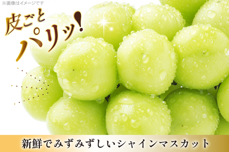 【期間限定発送】 シャインマスカット 6?8房 満杯詰め 約4kg [本田農園 山形県 高畠 tk06ays820005] 