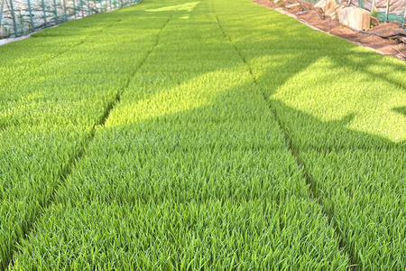 【令和7年度産】 松本さんちのお米10kg B15-004