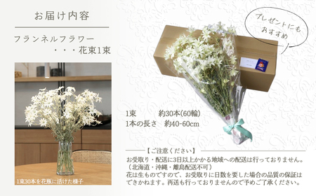 先行予約【2027年1月配送】フランネルフラワー（切り花）花束 1束（60輪）約30本 プレゼント 下呂市 岐阜県 生花 馬瀬 ネイティブフラワー【114-1【1】】
