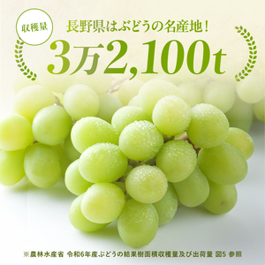 南信州産 シャインマスカット 秀品 約2kg (3～6房) ＜2026年9月中旬～順次発送＞ ＪＡみなみ信州ＤＭセンター飯田市