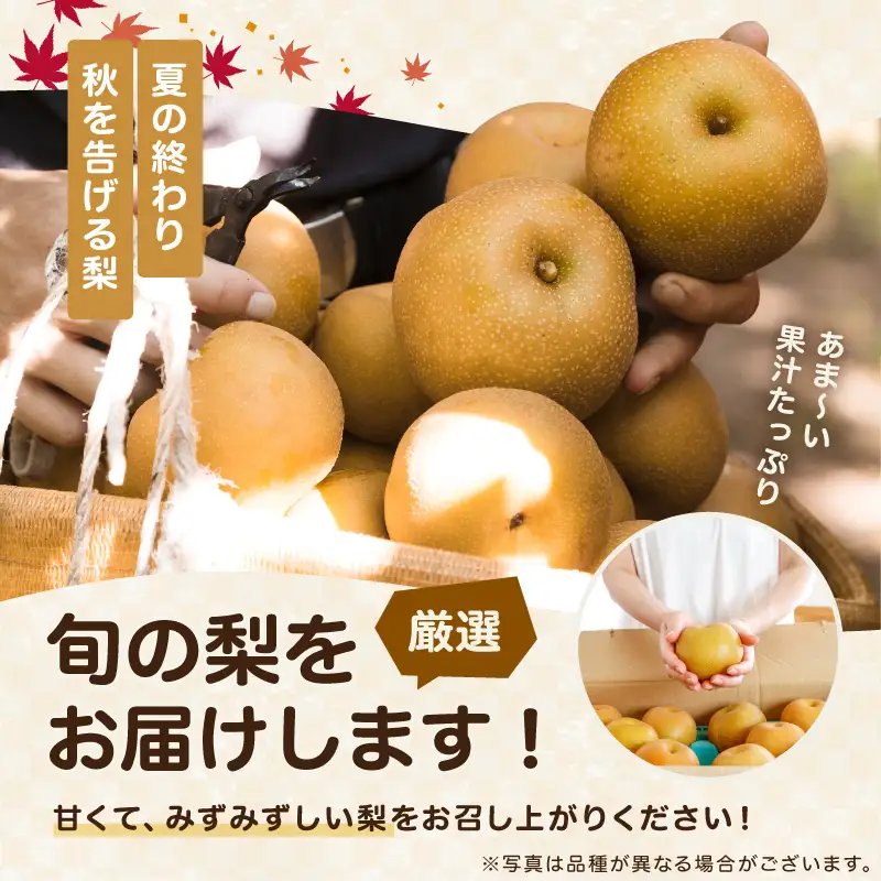 南信州産 幸水 または 豊水 秀品 約5kg 8～16玉 ＜2026年9月上旬～順次発送＞ ＪＡみなみ信州ＤＭセンター飯田市
