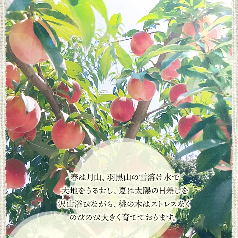 【令和8年産先行予約】 鶴岡市産 桃 (品種おまかせ) 　約2kg　(5～8玉)　くにちゃん農園　K-836