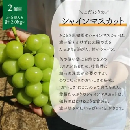 【発送月固定定期便】ピオーネとシャインマスカットの2回便! 各2.0kg～ (岡山県産)全2回【配送不可地域：離島】【4067502】