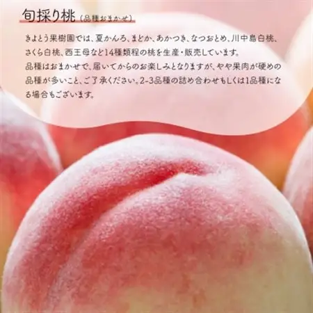 【発送月固定定期便】桃(5-7玉)とピオーネ＆シャインマスカット(3-5房)の定期便(岡山産)全2回【配送不可地域：離島・北海道・沖縄県】【4067689】