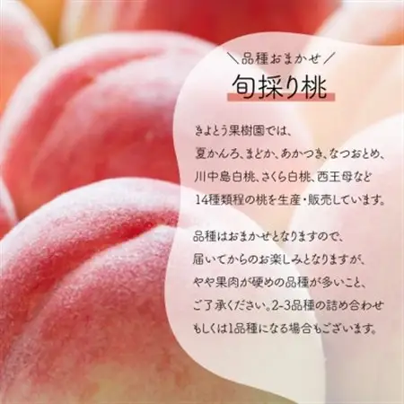 【発送月固定定期便】量より質の岡山果物づくし!桃とピオーネ＆シャインの定期便(岡山県産)全2回【配送不可地域：離島・北海道・沖縄県】【4067690】