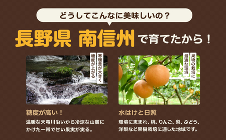 南信州産 訳あり 和梨 約3kg 【2026年先行予約】
