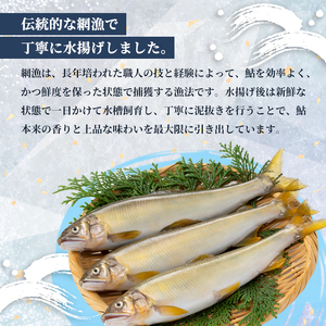 【2026年夏発送】 天然鮎 網獲り 約0.5kg（約7匹〜11匹）