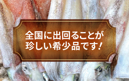旬の美味しさ 天然 子持ちヤリイカ 1kg 以上【 子持ちやりいか 】[m36-a023]