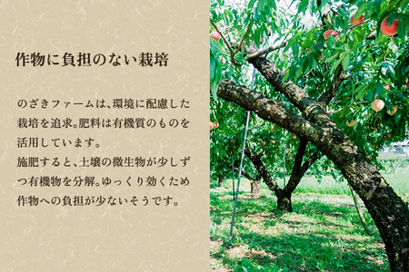 【2026年先行予約】新潟県産 桃 2kg（6～9玉）《7月下旬～順次出荷》