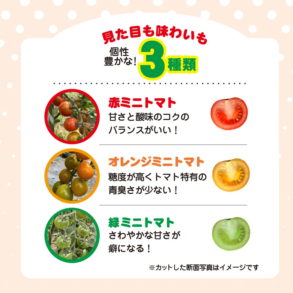 3色ミニトマト　3㎏（1.5㎏×2箱） SHAK002