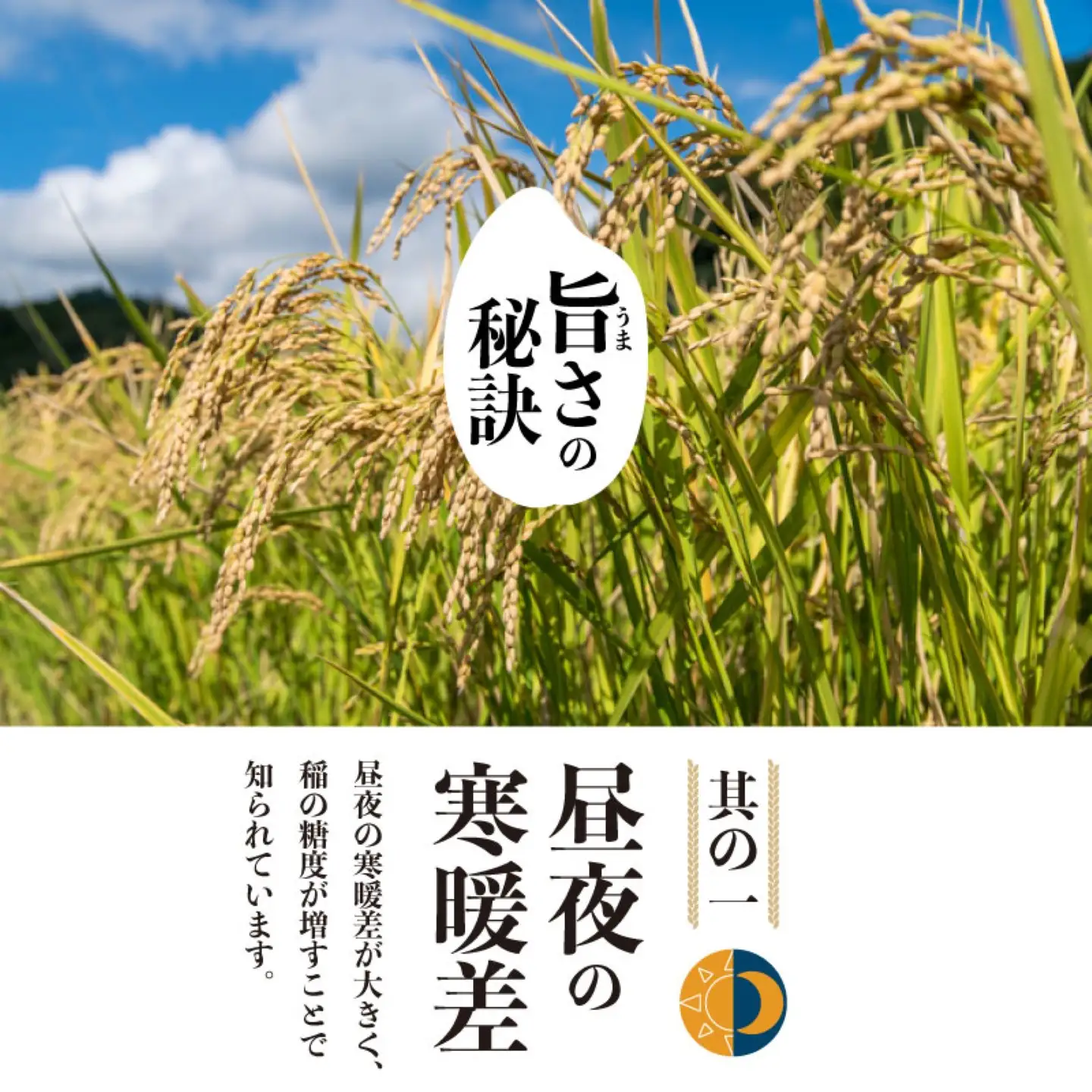 【令和8年産】山梨県都留市産こしひかり[5kg]   こしひかり こめ 米 お米 