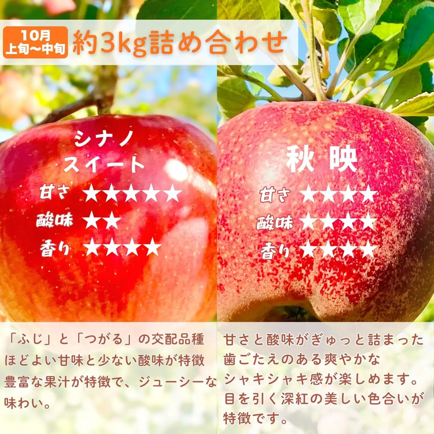 【先行予約│2026年発送 定期便 全4回】旬のりんご定期便 （At-029）