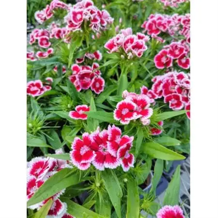 秋の花苗セット24ポット【配送不可地域：離島・北海道・沖縄県】【1624795】