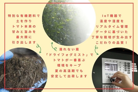 H-232　フルーツトマト【発送時期：1月～6月】