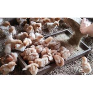 ポロニ養鶏場　標茶町産有精卵10個×3パック　|  卵