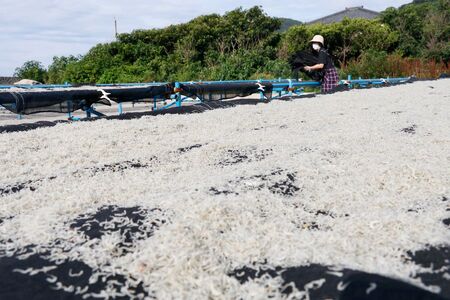 【愛媛県・佐田岬直送】木嶋水産の群青ちりめん（10g×8袋×5箱） IKTP002