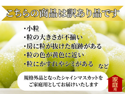 【訳あり】山梨県産旬のシャインマスカット 約1.5kg（3～5房）ご家庭用【2026年発送】（LKS）B12-850 シャインマスカット フルーツ