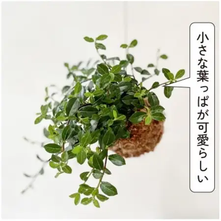 シャングリラ つる性ガジュマル 苔玉 幸福を呼ぶ 観葉植物　【1623430】