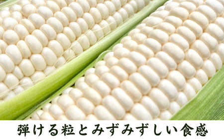 【 5月 ～ 6月 限定 】 種子島 産 朝どれ とうもろこし ホワイトコーン (30～36本)　NFN619【600pt】 ホワイトコーン トウモロコシ 人気 期間限定 朝獲れ 新鮮 数量限定 甘み 柔らかい ジューシー 冷蔵便