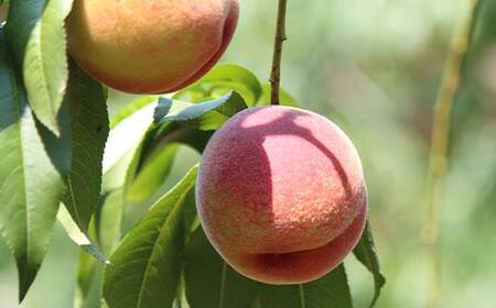 《2026年発送先行予約》山形県産 訳あり黄桃 約2.8kg 8～13玉 桃 もも フルーツ 黄色 家庭用 F4A-0925