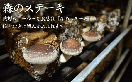 肉厚国産 生しいたけ 1kg | しいたけ 株式会社レインボー