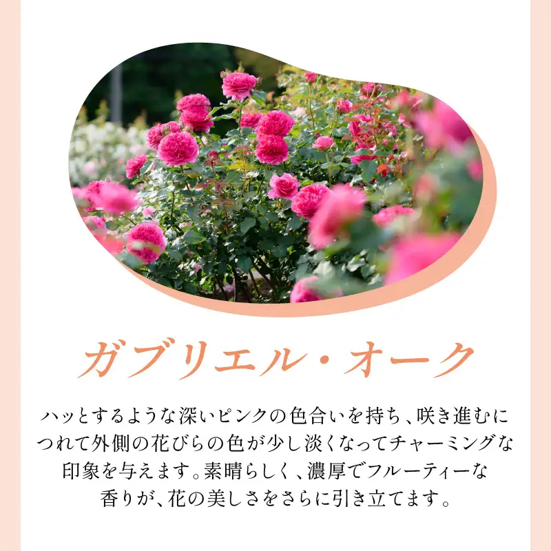 【イングリッシュローズ】デビッド・オースチン ガブリエル・オーク6L鉢苗（バラ専用肥料付）【025D-026】