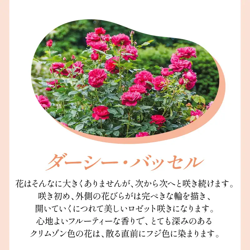 【イングリッシュローズ】デビッド・オースチン ダーシー・バッセル6L鉢苗（バラ専用肥料付）【025D-032】