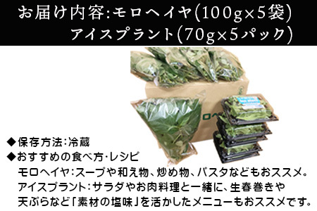 『先行予約』【12月上旬より順次発送】冬穫れハウスモロヘイヤ(100g×5袋)とアイスプラント(70g×5P)セット ネバネバ 高栄養価 プチプチ 新体験 定番おひたし 和洋中の各種スープ お肉・お魚のメイン料理の付け合わせ 色んなお料理のソースにも