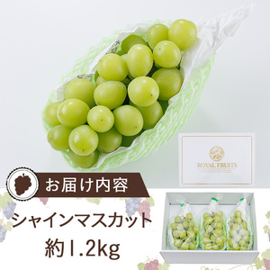 ＜先行予約受付中！2026年8月上旬以降順次発送予定＞＜数量限定＞シャインマスカット (約1.2kg) シャインマスカット 葡萄 ぶどう フルーツ 果物 くだもの 果実【115800100】【大分中央農産】