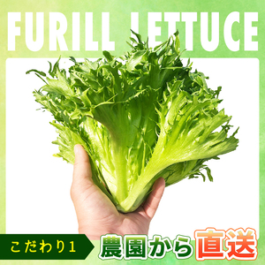 フリルレタス 6袋 ×4回 計 約 7.2kg 定期便 |レタス 旭市