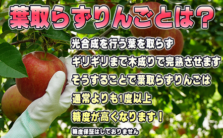 10月発送 家庭用 葉取らず とき 約 3kg【 訳あり 】鶴翔りんごGAP部会 青森県産 津軽産 リンゴ 林檎 トキ 果物類 フルーツ りんご