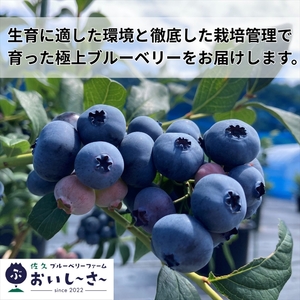 長野県産 生ブルーベリー 約400g  （2026年7月～8月出荷／北海道・沖縄・離島は配送不可） ベリー