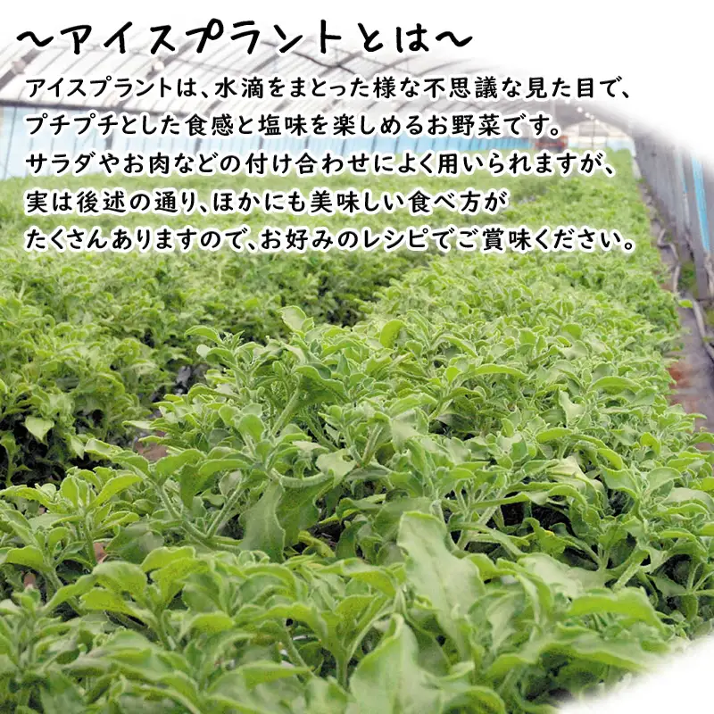 『先行予約』【12月上旬より順次発送】冬穫れハウスモロヘイヤ(100g×5袋)とアイスプラント(70g×5P)セット 3箱