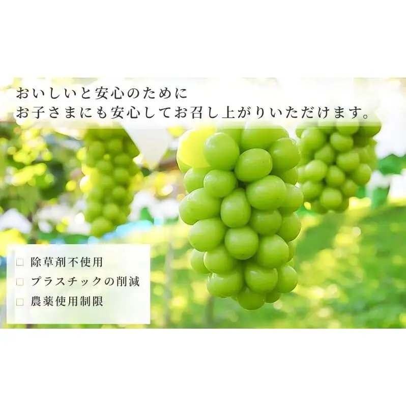 【2026年10月～発送】シャインマスカット 2～4房 約2kg ぶどう ブドウ 葡萄 マスカット 果物 フルーツ 長野県 長野 山ノ内町