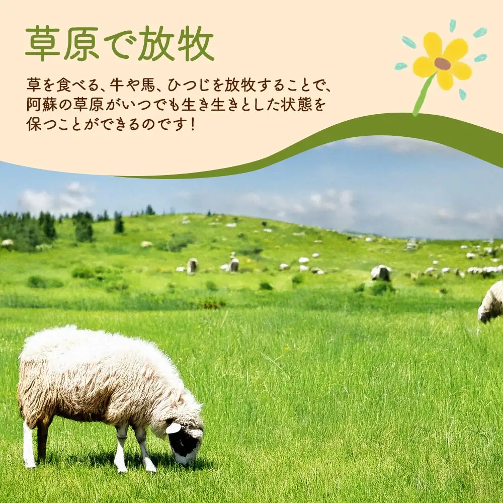 阿蘇地域で生産した貴重な国産羊肉のジンギスカン！　 国産羊肉 ジンギスカン 熊本特産 晩白柚風味  羊肉レシピ 簡単調理 焼くだけ 本格ジンギスカン  熊本グルメ ご当地グルメ 特製漬け込み お取り寄せグルメ BBQ食材 ご飯に合う ヘルシー肉 風味豊かな羊肉 熊本　阿蘇市
