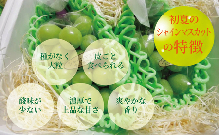 【先行予約】 7月のぶどう屋さん 新鮮朝採れシャインマスカット 4～5房 （約1.8kg） 松川果樹園 新鮮 シャインマスカット 朝採れ マスカット ギフト 贈答用 種なし ぶどう 葡萄 国産 九州 熊本県 宇城市 皮ごと食べられる【2026年7月上旬〜9月下旬頃順次発送予定】