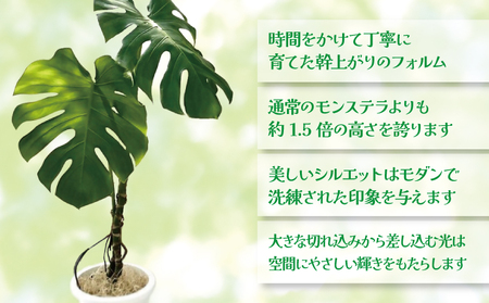 モダン モンステラ （高さ100～120cm） 熊本県 宇城市産 幹立ちモンステラ 観葉植物 ギフト 大型モンステラ モンステラ プレゼント おしゃれ 開店祝い 新築祝い スタイリッシュ インテリア 希少 植物 【森水木のラン屋さん】