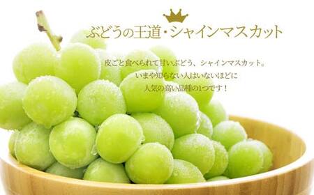 シャインマスカット 1房 900g 山形県産 秀品 ギフト箱入り 【令和8年9月中旬発送】 FSY-2234
