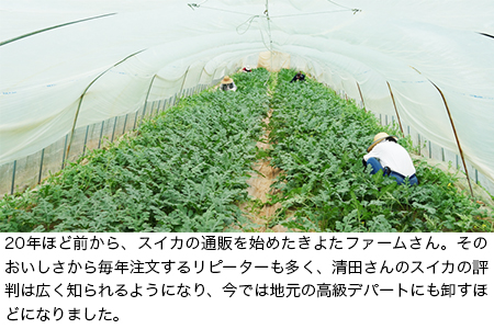【先行予約】すいか 1玉 8~10kg きよたファーム  期間限定｜すいか