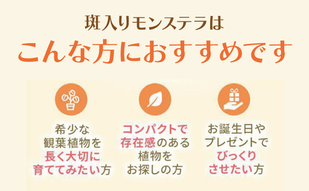 斑入り モンステラ タイ コンステレーション 2.5号ポット 栽培苗 植え替えセット付き ベージュ系素焼き鉢 熊本県 宇城市産 モンステラ 希少品種 観葉植物 インテリア グリーン 希少 希少品種 斑入り植物 おしゃれ ギフト 室内 人気 初心者 向け リビング 開店祝い 新築祝い 【森水木のラン屋さん】