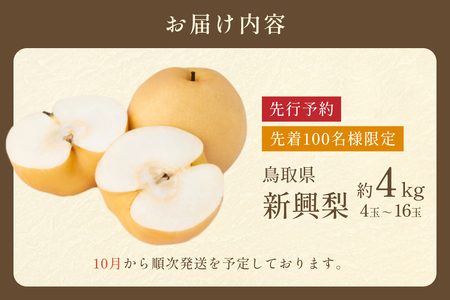 【2026・先行予約】新興梨（しんこうなし）4kg｜鳥取 果物 フルーツ なし 梨 2026年収穫後【41036】