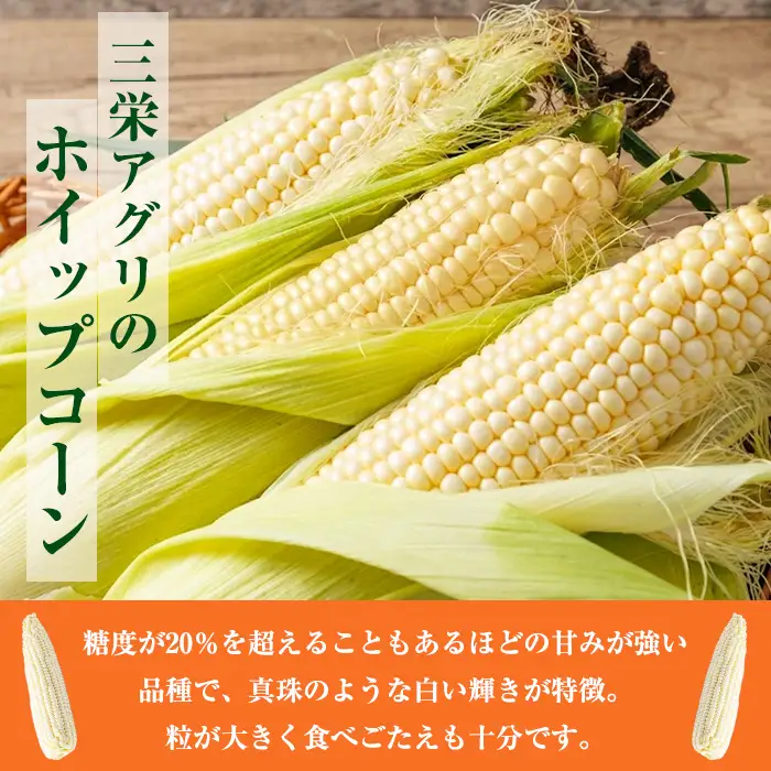 ＜期間限定＞天塩川源流スイートコーン ホイップコーン (10本)【2026年8月下旬より順次発送】北海道産 北海道 士別市 とうもろこし トウモロコシ とうきび コーン 野菜 産地直送 【三栄アグリ】【A7097】
